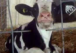 dairy cruelty investigator