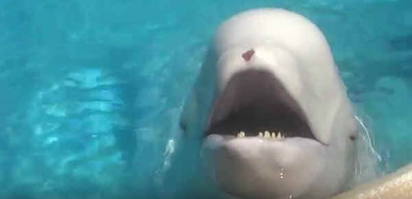 belugas in captivity