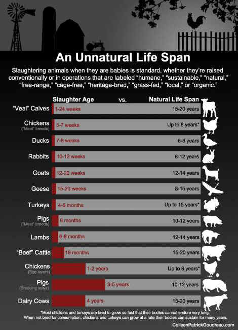 An Unnatural Life Span - An Animal Rights Article from 