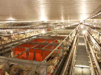 egg production laying hen rotten