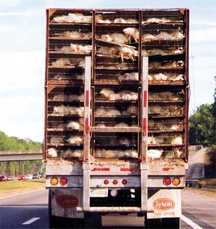 chicken transport