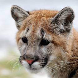 bobcat