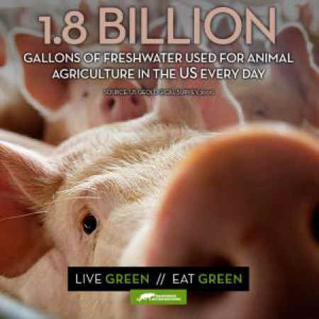 wasted water animal agriculture