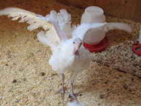 46 million turkeys