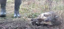 fur cruelty
