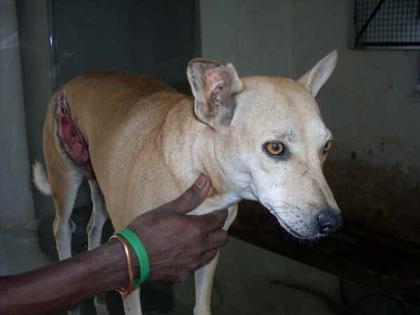 ar-vspca-01