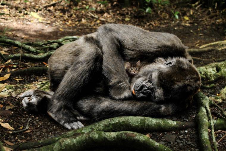 chimp and kitten