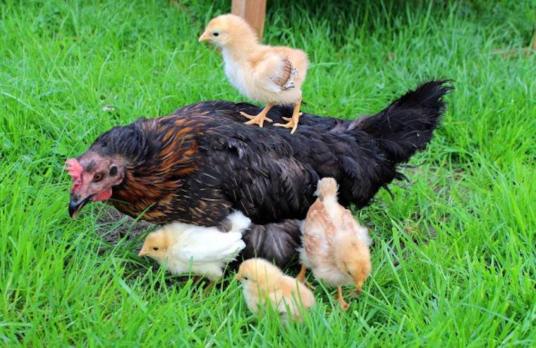 hen and chicks