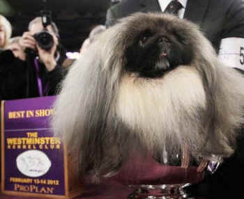 Westminster dog porn