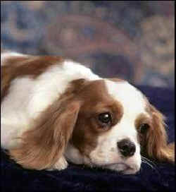 Westminster dog porn