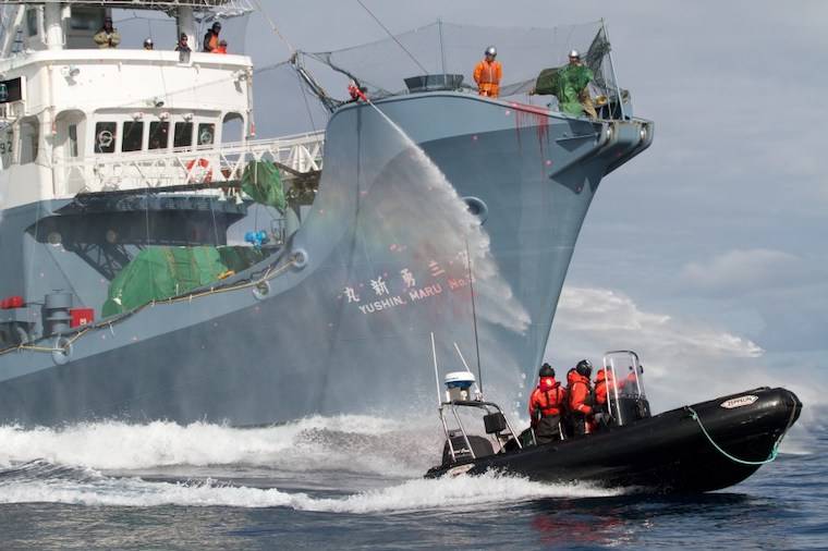 Sea Shepherd