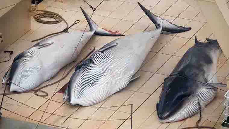dead Minke Whales