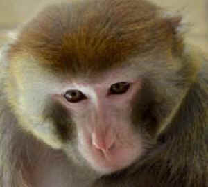 monkeys labs vivisection Newton