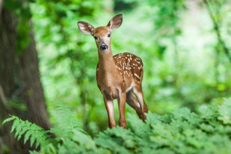 white-tailed deer