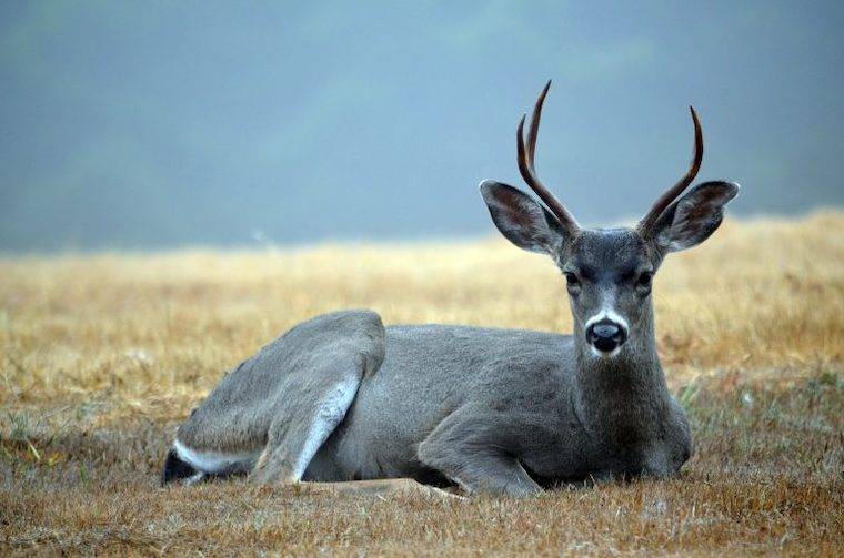 The Plight of the WhiteTailed Deer
