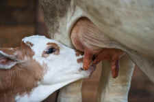 mom motherhood human suffering