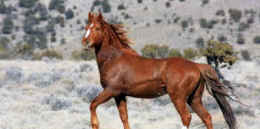 wild horse slaughter