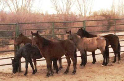 wild horses rescued