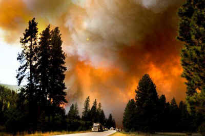 wildfires animal homes