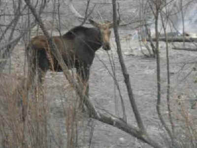 wildfires animal homes moose