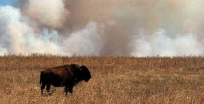 wildfires animal homes bison