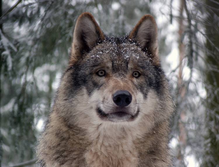 wolf