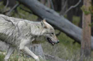 Jim Robertson wildlife photography wolf