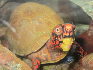 turtle tortoise