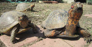 tortoise turtle
