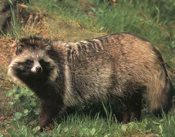 fur raccoon dog