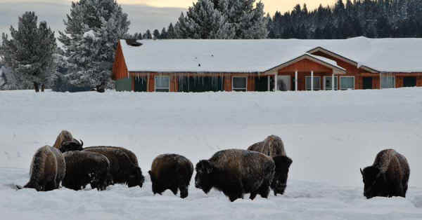 bison grazing