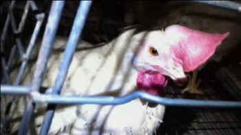 egg laying hen battery zoe