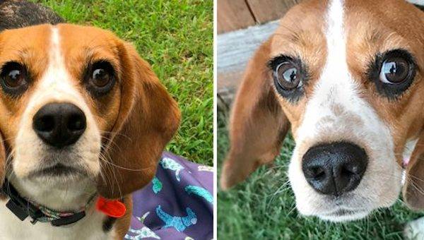 Beagle Winnie