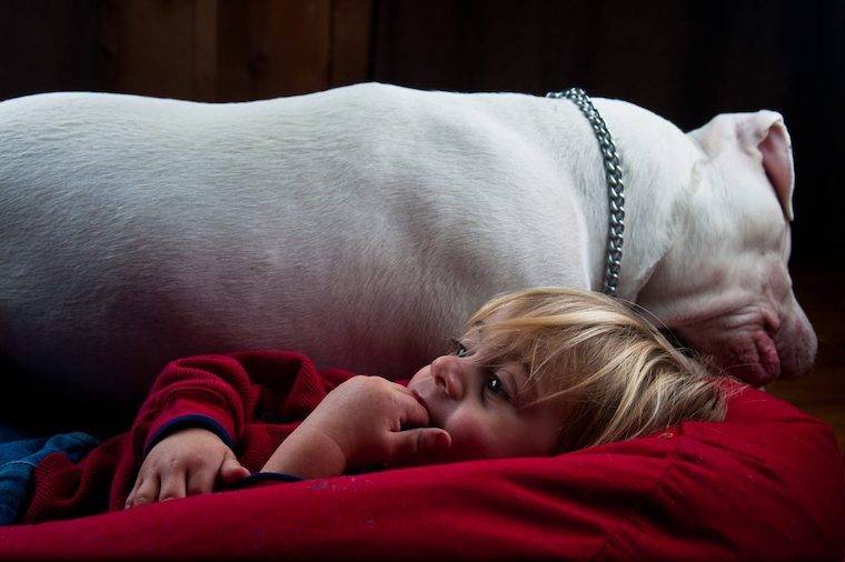 Pit Bull