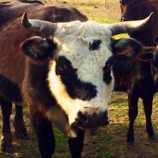 rowdy girl cow