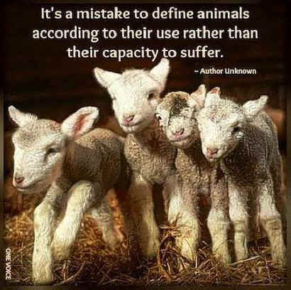 lambs