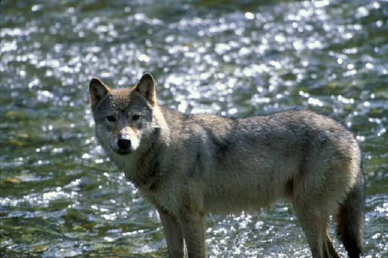 Wolf