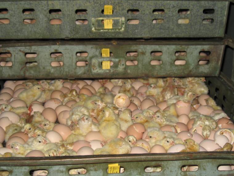 chicken hatchery