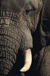 elephant ivory speciesism