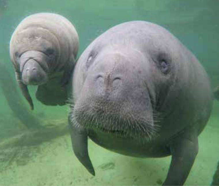 Manatee mom and calf