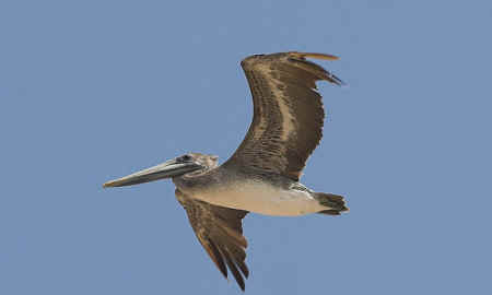 BP oil spill Corexit pelican egg