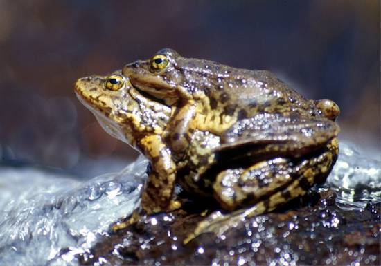 yellow-legged frog