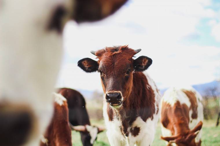cattle grazing