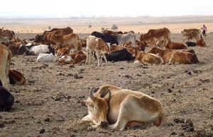 climate change drought cattle Kenya