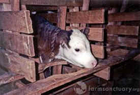 veal crate environmental
