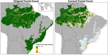 fragmenting forests
