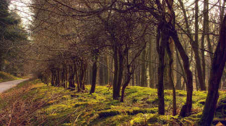 fragmenting forests