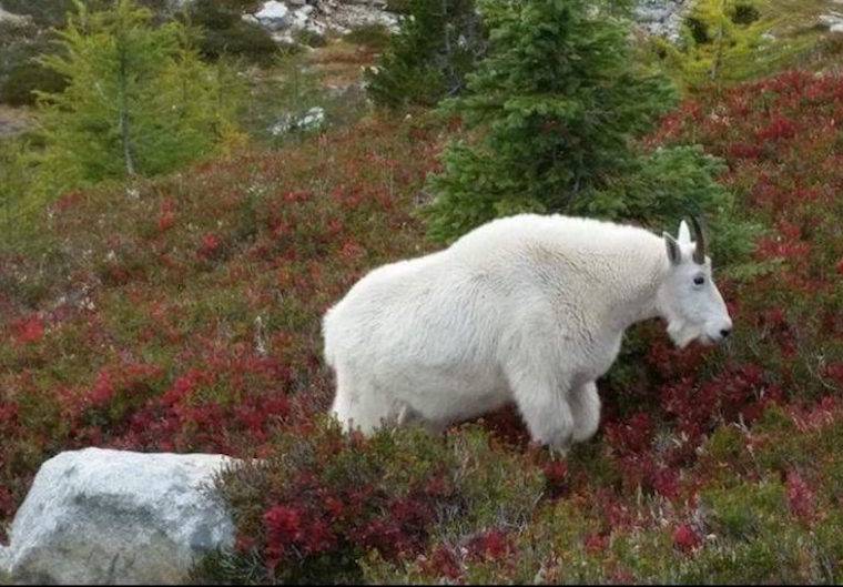 mountain goat
