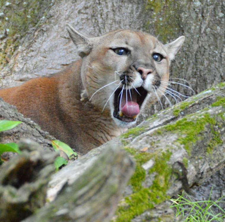puma