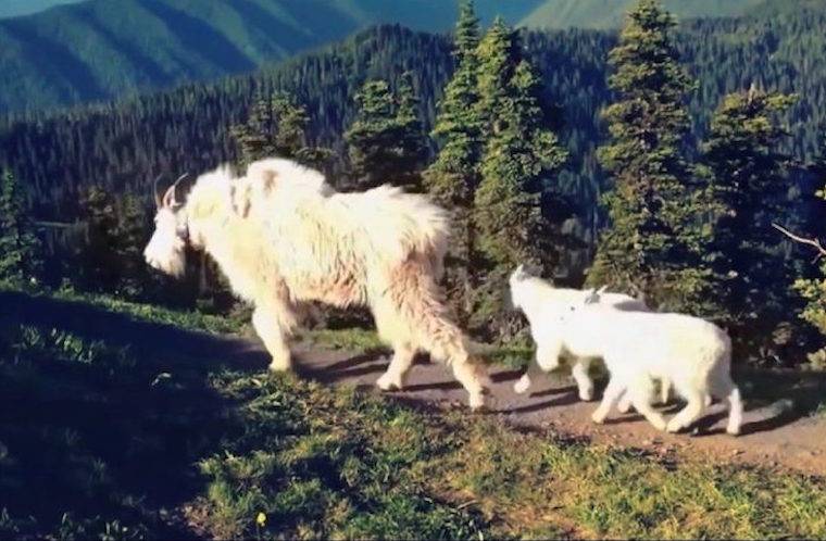 mountain goats